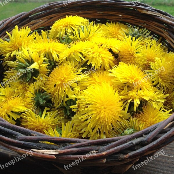 Dandelion Spring Yellow Flower Basket Free Photos