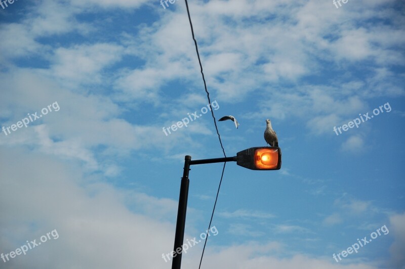 Amsterdam Seagull Bird Streetlamp Sky