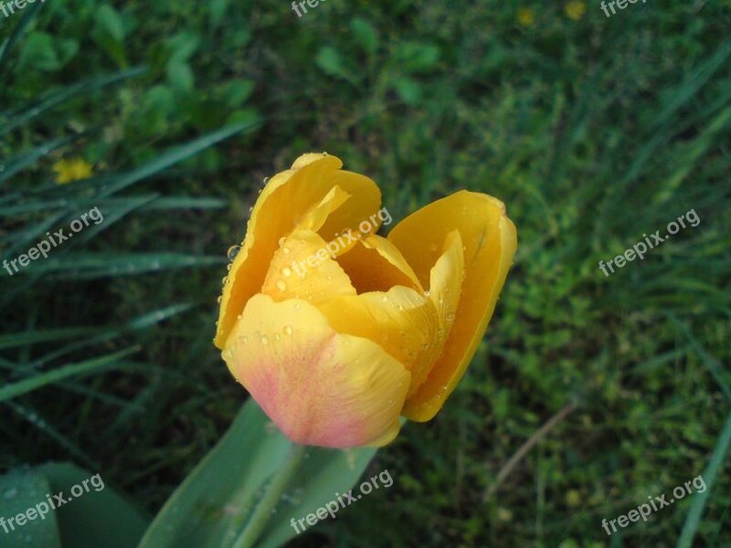 Yellow Tulip Rain Yellow Flower Raindrops