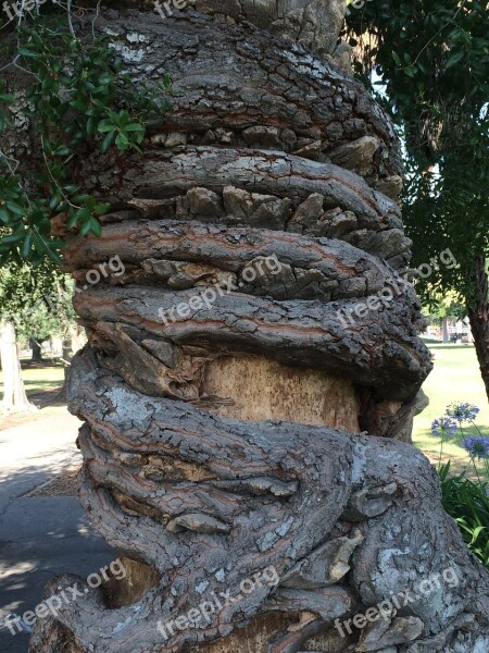 Tree Old Plant Nature Landscape