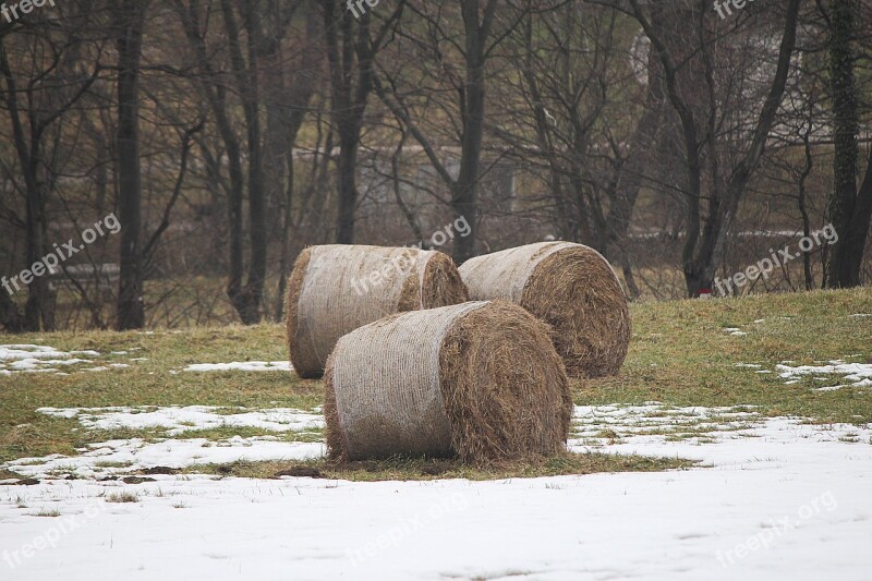 Straw Straw Bales Round Bales Straw Role Free Photos