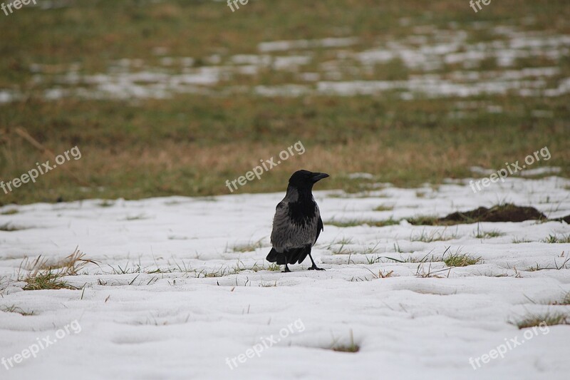 Raven Bird Raven Bird Crow Free Photos