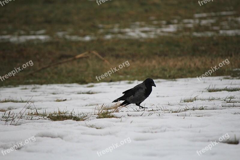 Raven Bird Raven Bird Crow Free Photos