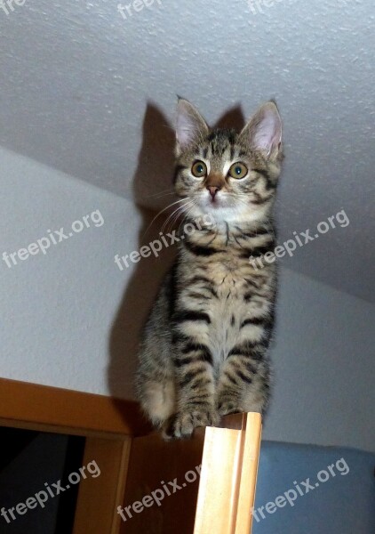 Kitten Climb Door Fear Free Photos