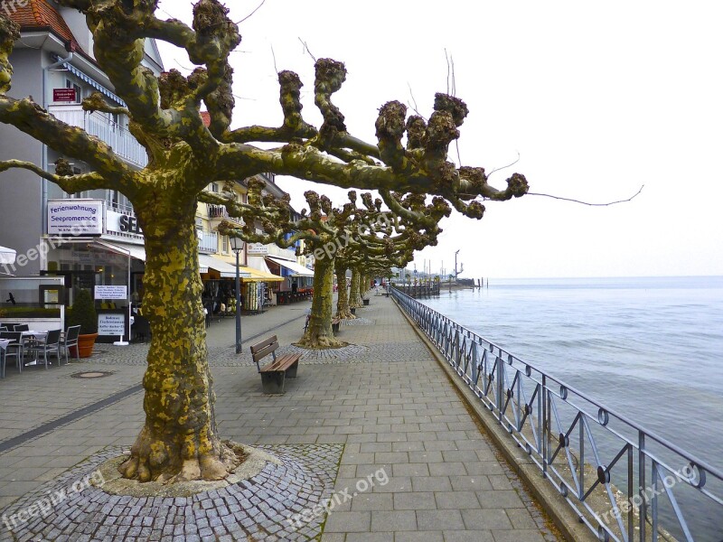 Trees Seaside Colonnade Beach Front Gnarled