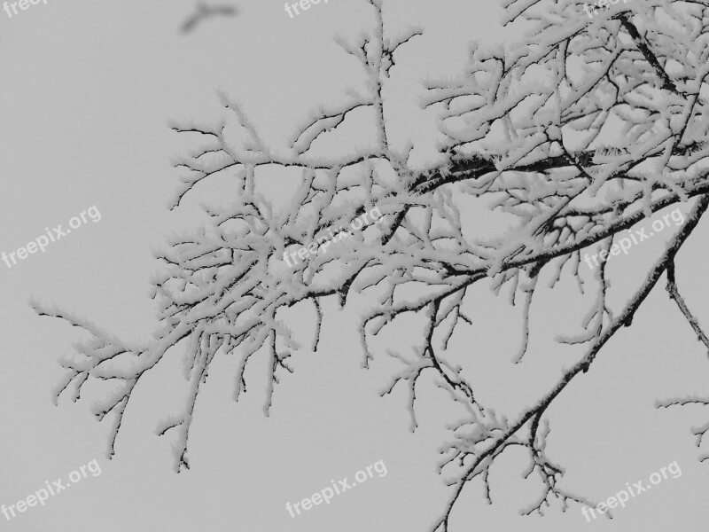 Hoarfrost Aesthetic Iced Branches Branch