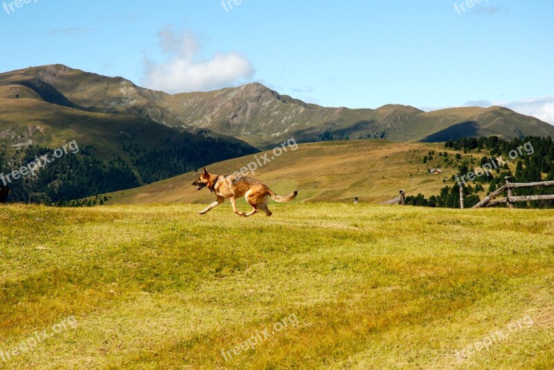 Prato Dog Mountain Animals Fauna