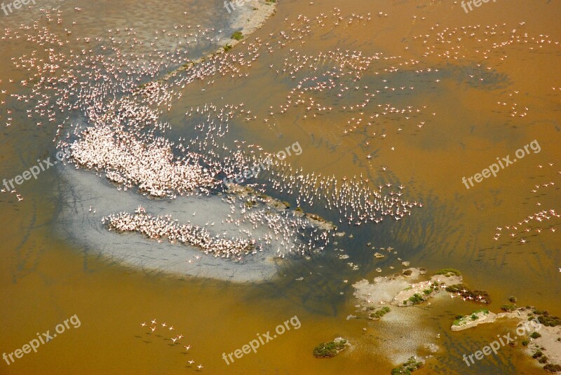 Herons Rose Flight Delta Ferrara Free Photos