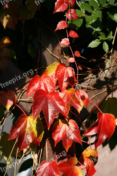 Vine Red Yellow Autumn Leaves