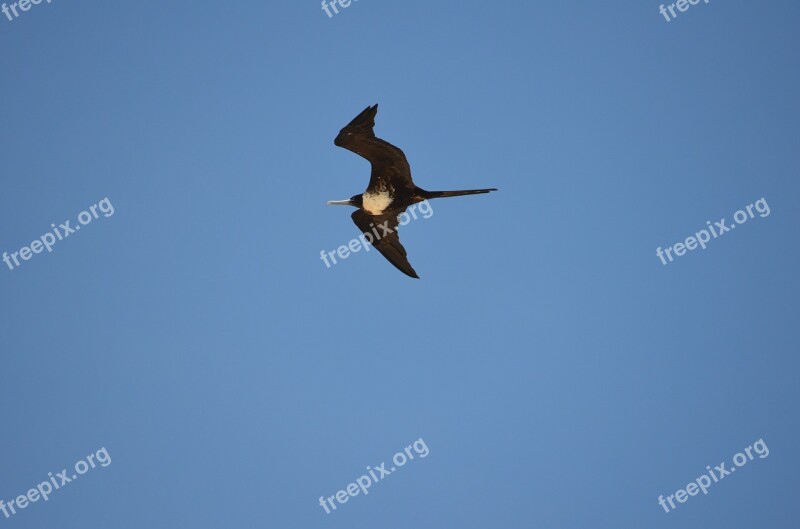 Bird Flight Sky Day Ceu