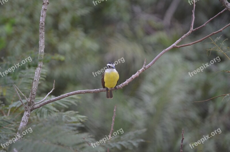 Paige Nature Bird Tropical Birds Animals