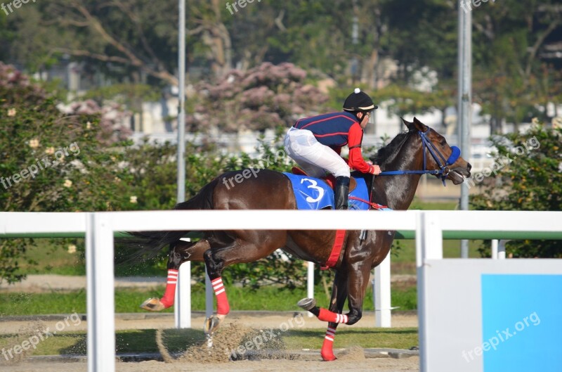 Race Horse Competition Free Photos