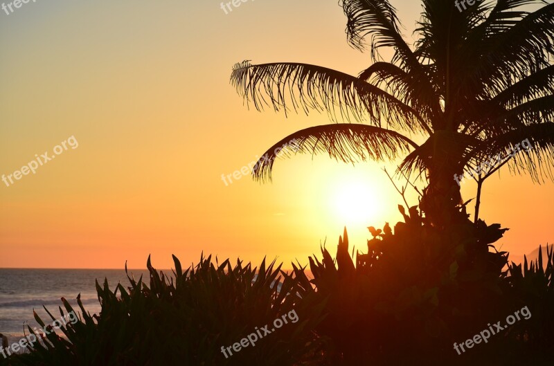 Sunset Beach Coconut Tree Mar Sol