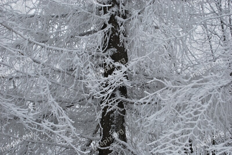 Winter Snow Frost Tree Biel