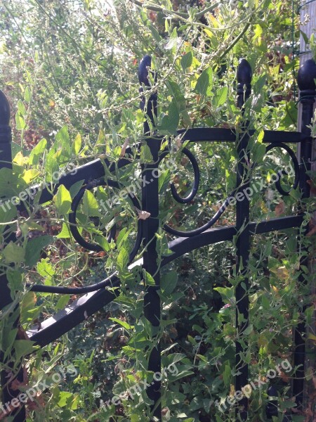 Fence Green Weeds Nature Yard