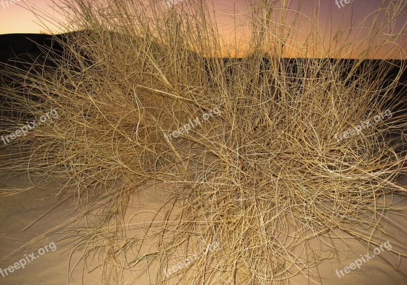 Desert Sand Dune Bush Sunset