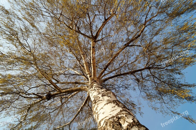 Birch Tree Crown Tree Of Heaven Branches