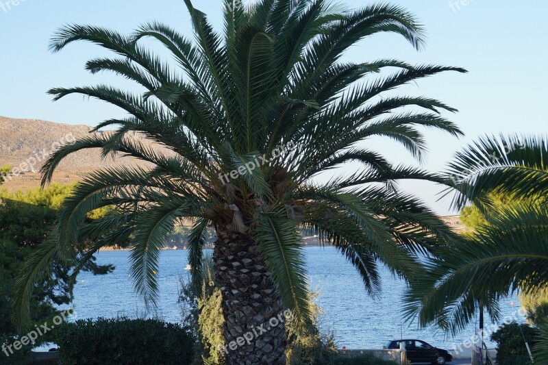 Palm Datlová Palma Sea Tree Mediterranean