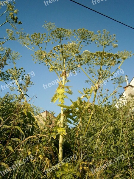 Heracleum Plant Weed Pest Plants