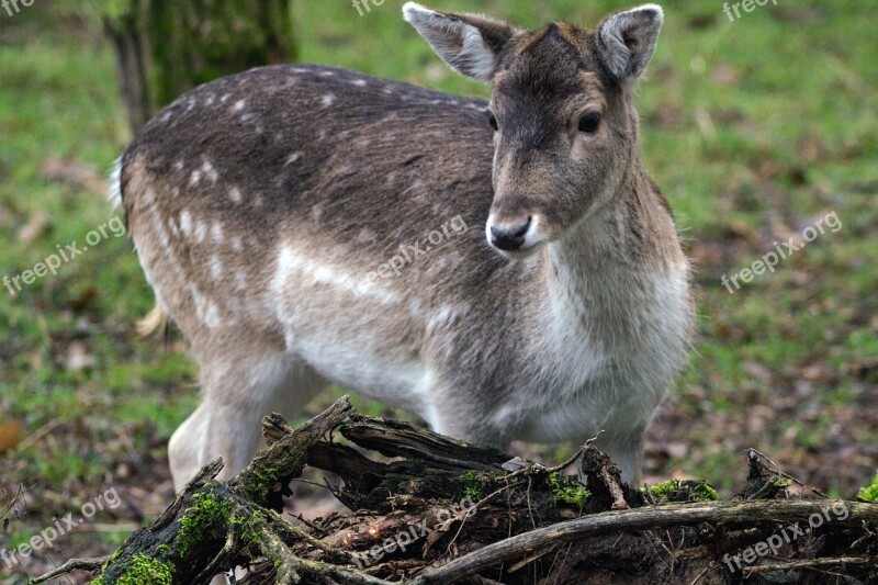 Fallow Deer Hirsch Forest Free Photos