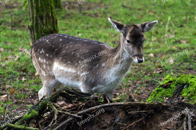 Fallow Deer Hirsch Forest Free Photos