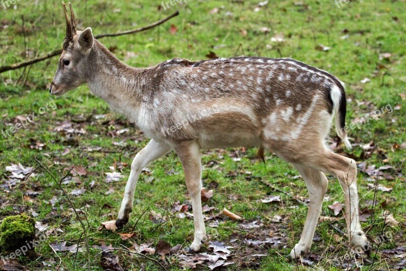 Hirsch Fallow Deer Forest Free Photos