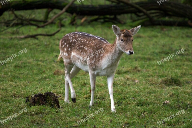 Hirsch Fallow Deer Forest Free Photos