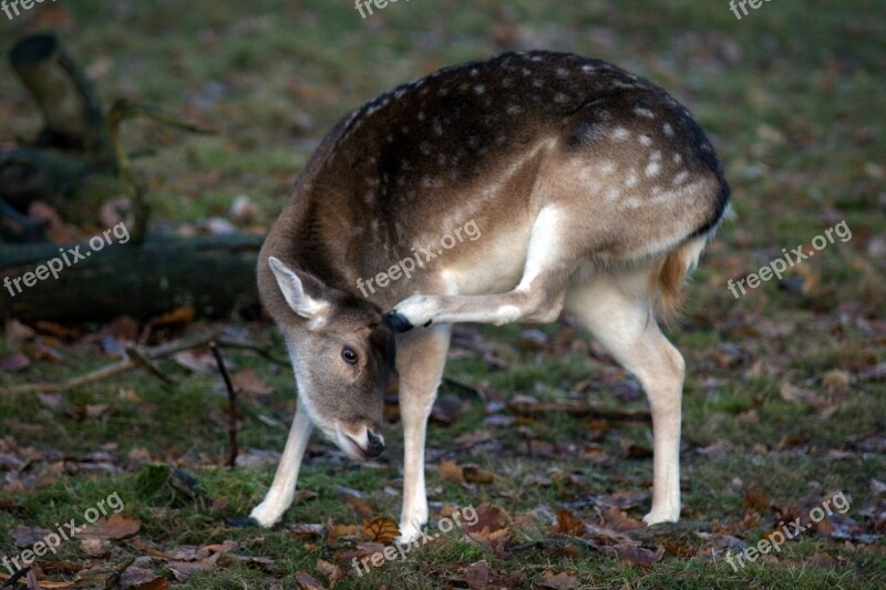 Fallow Deer Forest Nature Hirsch Free Photos