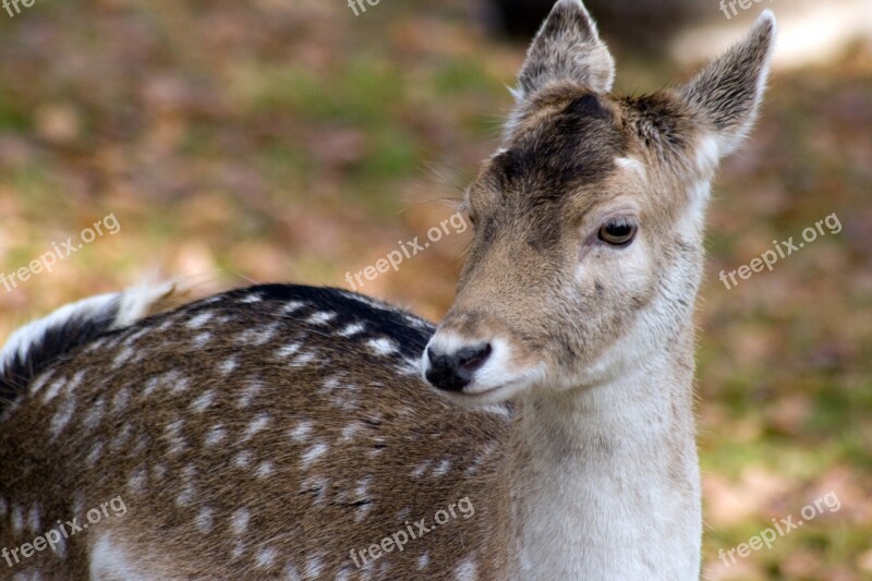 Fallow Deer Forest Nature Hirsch Free Photos