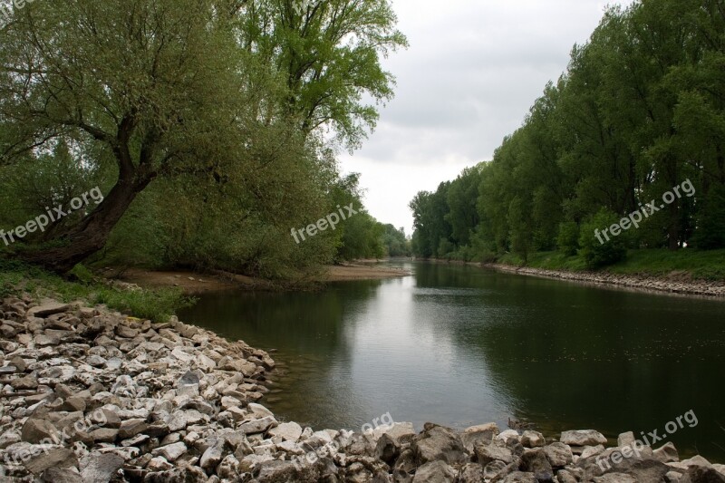 Mannheim Rhine Aue Spring Free Photos