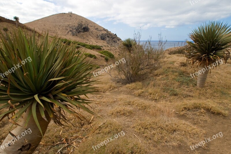 Madeira Yucca Dry Outlook Free Photos