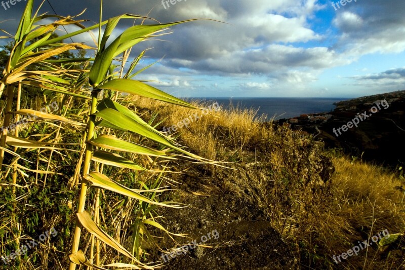 Madeira Sea View Evening Sun Free Photos