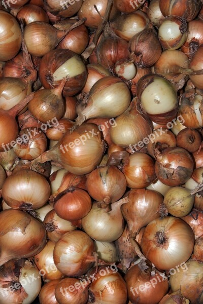 Vegetables Onion Harvest Macro Free Photos