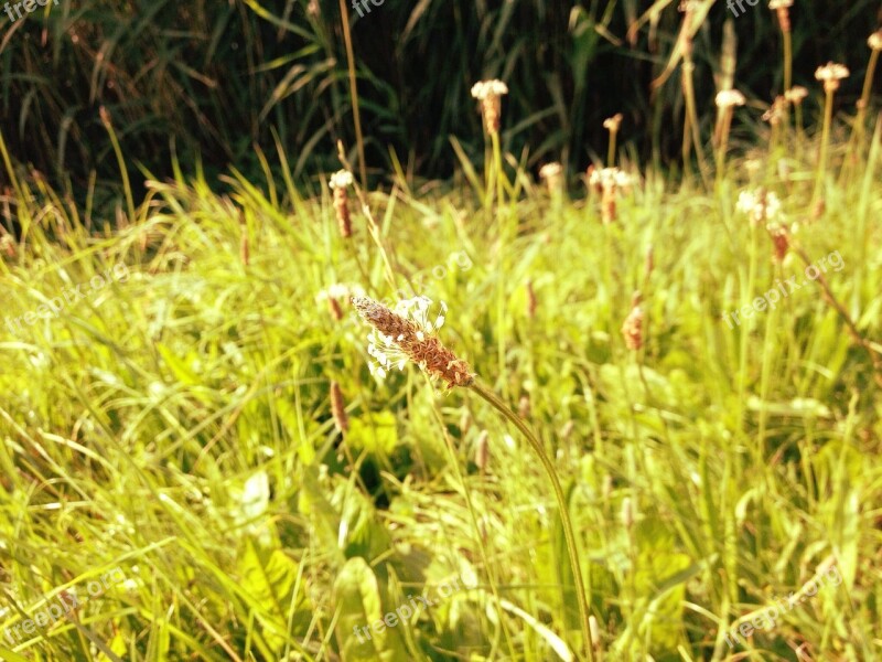 Plantain Meadow Blossom Bloom Plantago Lanceolata