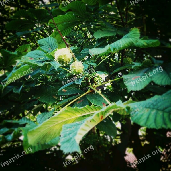 Chestnut Chestnut Tree Tree Chestnut Leaves Green