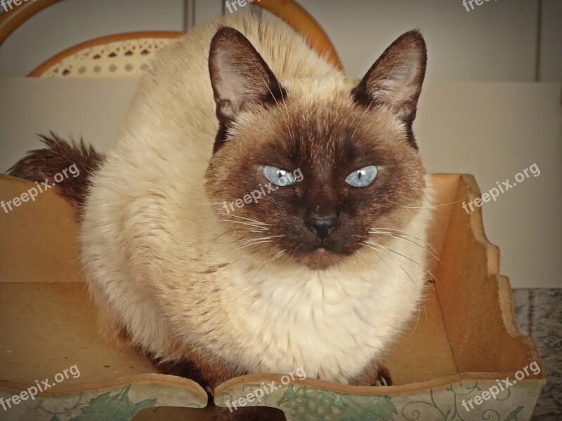 Cat Siamese Bill Free Photos