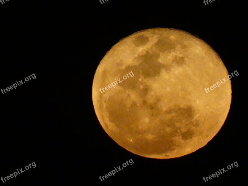 Rising Moon Yellow Moon Moonlight Free Photos