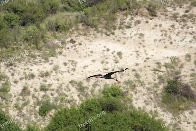 Stork Bird Flight Free Photos