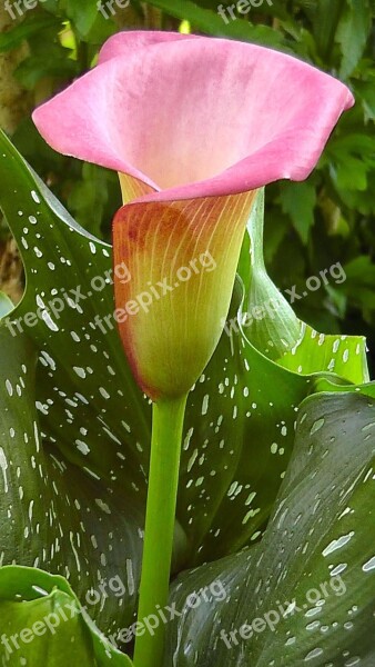 Flower Calla Color Spring Free Photos