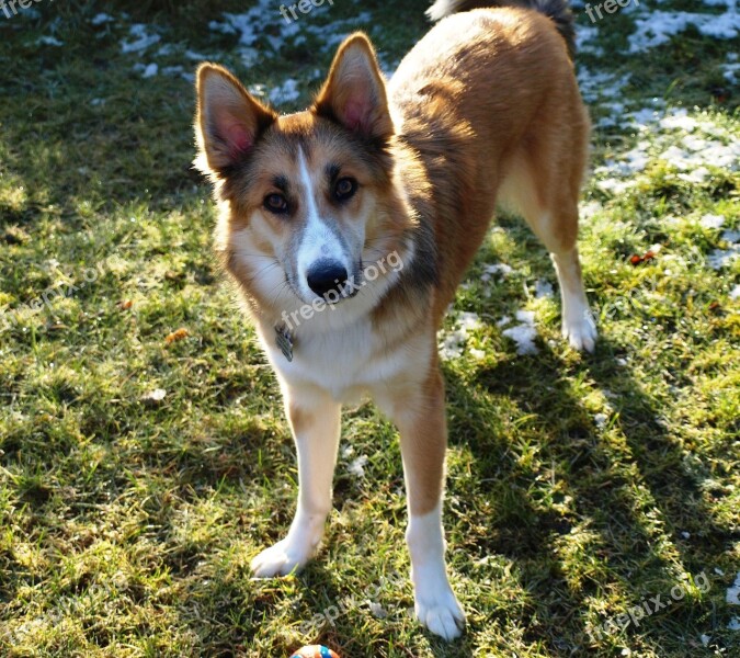 Dog Attention Animal Portrait Pet View