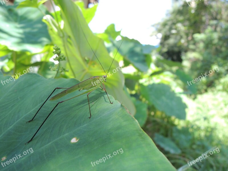 The Chi Grasshopper Taro Nature Free Photos