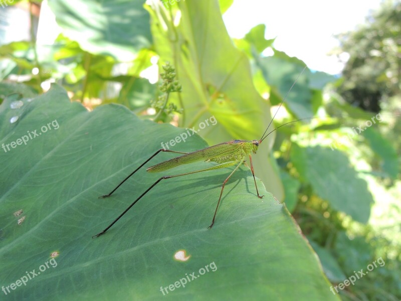 The Chi Grasshopper Taro Nature Free Photos