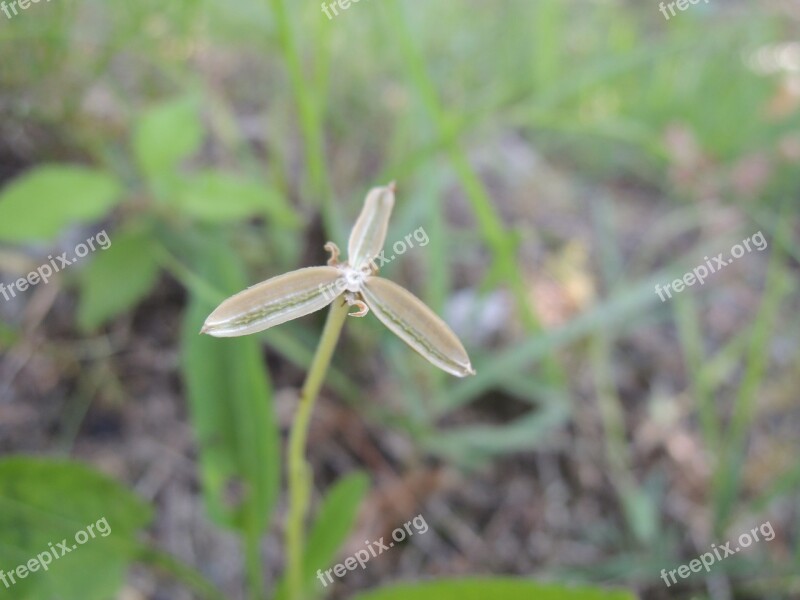 Nature Grass Seeds Violet Mr Hall Free Photos