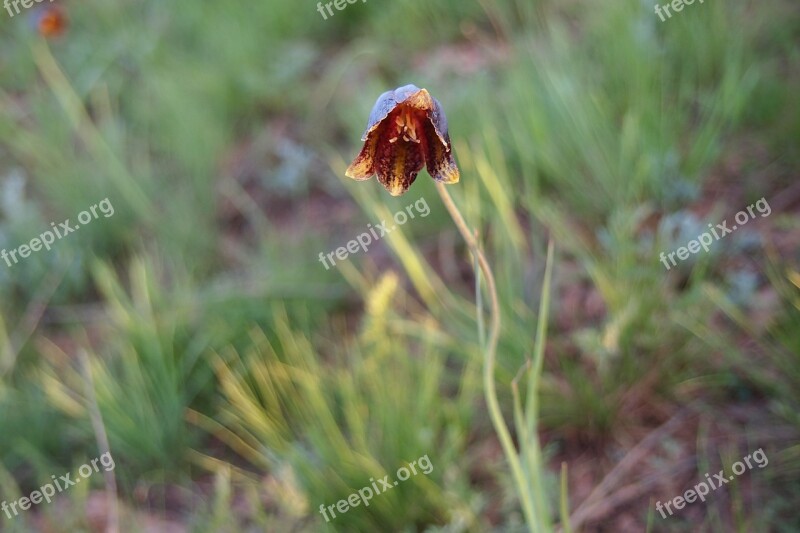 Tulip Spring Steppe Nature Bloom