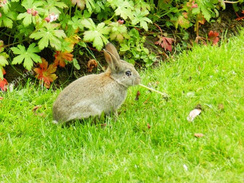 Rabbit Baby Rabbit Bunny Easter Fluffy