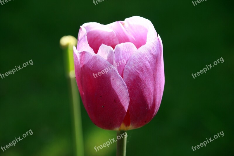 Flower Green Pink Nature Leaf