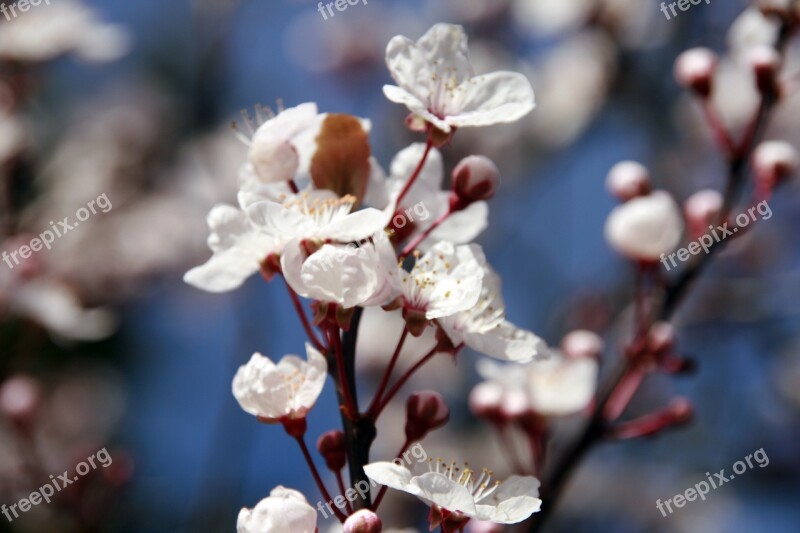 Almond Tree Flower Petal White Pink