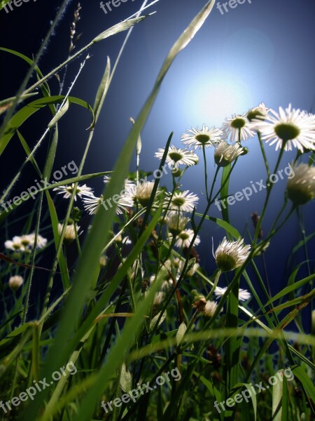 Meadow Daisies Flower White Nature