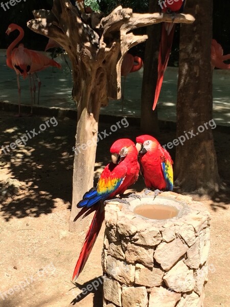 Tropical Birds Parrots Nature Animal