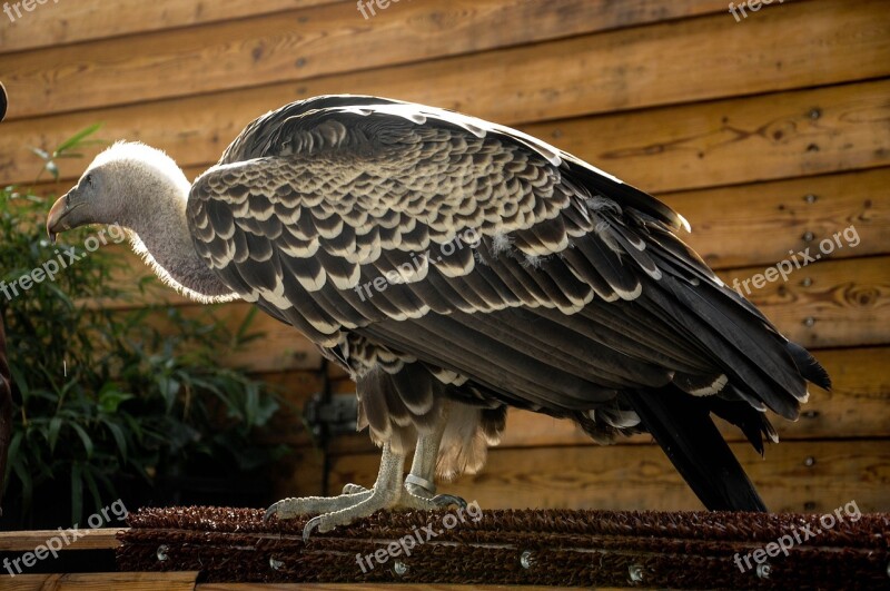 Falconry Locarno Raptors Free Photos